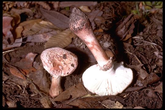 Image of Amanita novinupta Tulloss & J. Lindgr. 1994