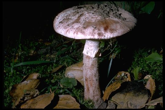 Image of Amanita novinupta Tulloss & J. Lindgr. 1994