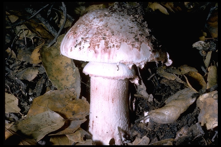 Imagem de Amanita rubescens Pers. 1797