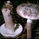 Image de Amanita novinupta Tulloss & J. Lindgr. 1994