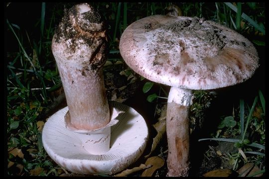 Image of Amanita novinupta Tulloss & J. Lindgr. 1994