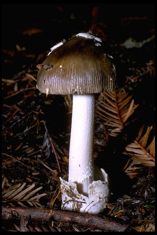 Image of Amanita