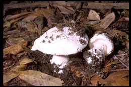 Image of Amanita silvicola Kauffman 1926