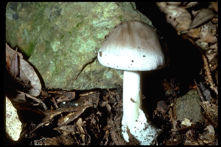 Image of Amanita