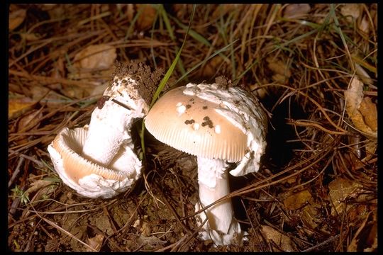 Image of Bittersweet orange ringless amanita