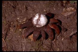 Image of False Earthstar