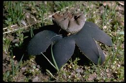 Image of False Earthstar