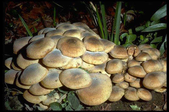 صورة Armillaria mellea (Vahl) P. Kumm. 1871