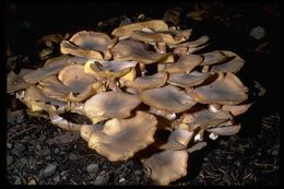 Image of Honey Fungus