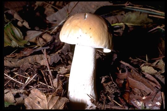 Image of Cep