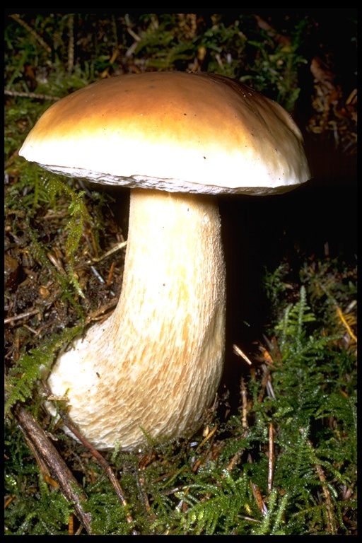 Image of Cep