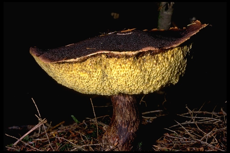 Image de <i>Boletus mirabilis</i>