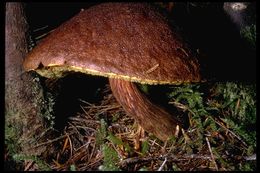 Image de <i>Boletus mirabilis</i>