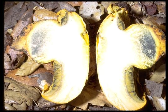 Plancia ëd Boletus orovillus Thiers & Kowalski 1967