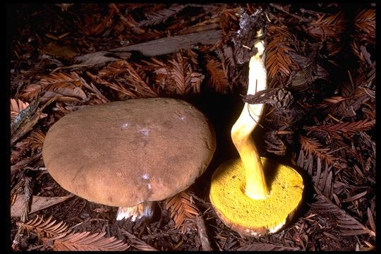 Boletus subtomentosus L. 1753 resmi