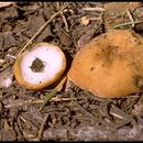 Image of cup-shaped morels