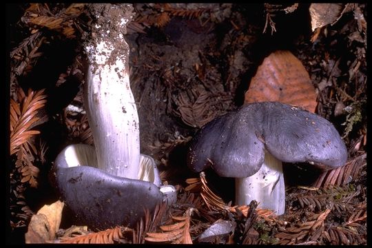 Image of Entoloma madidum Gillet 1876