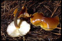 Plancia ëd Flammulina velutipes (Curtis) Singer 1951