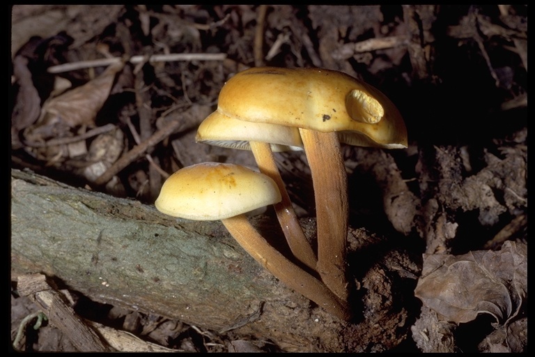 Plancia ëd Flammulina velutipes (Curtis) Singer 1951