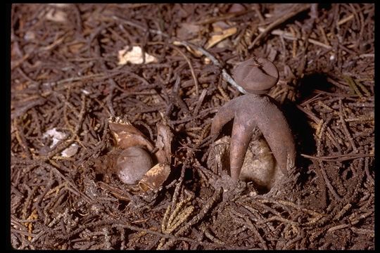 Image de Geastrum coronatum Pers. 1801