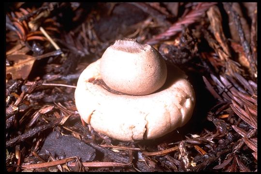 Image of Geastrum