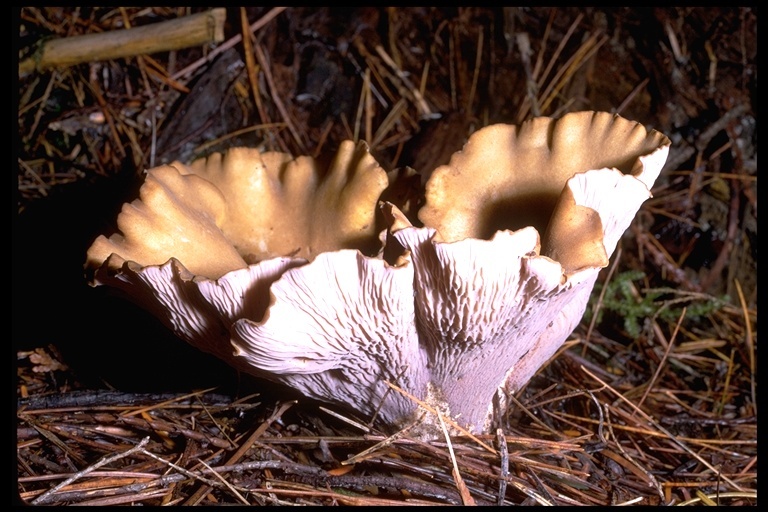 Image of Pig’s ear