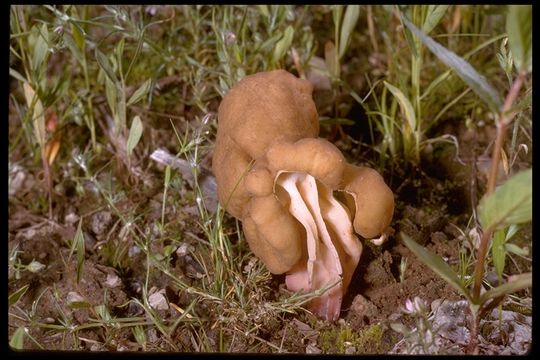 Image of Gyromitra californica (W. Phillips) Raitv. 1965