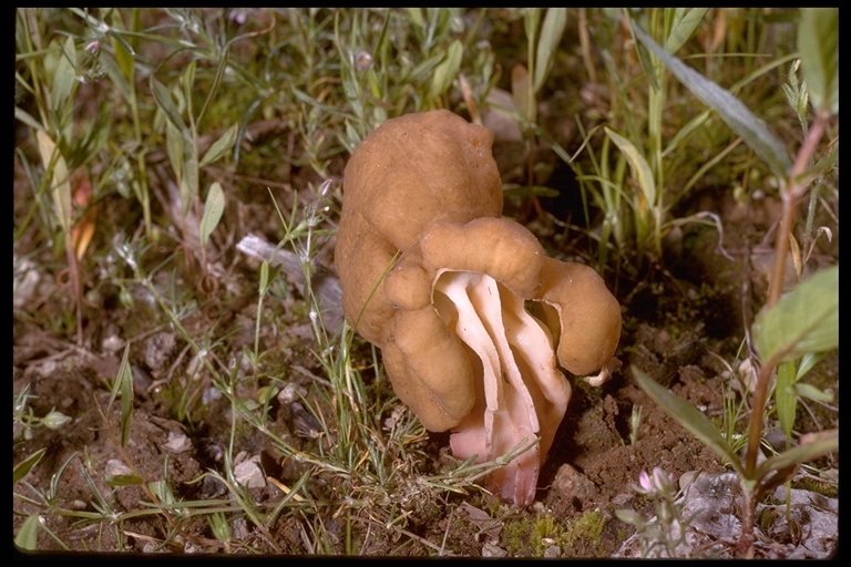 صورة Gyromitra californica (W. Phillips) Raitv. 1965