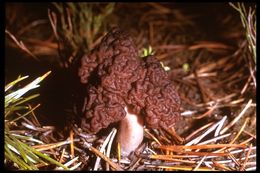 Image of Gyromitra esculenta (Pers.) Fr. 1849