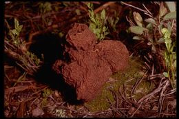 Image of Gyromitra esculenta (Pers.) Fr. 1849