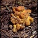 Image of Gyromitra