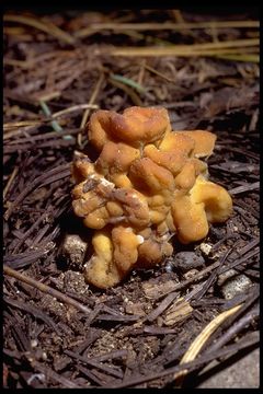 Plancia ëd Gyromitra gigas (Krombh.) Cooke 1878