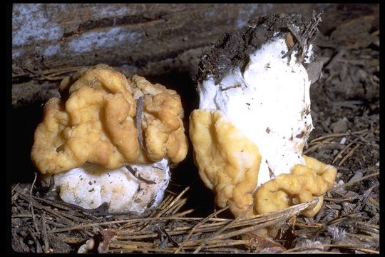 Plancia ëd Gyromitra gigas (Krombh.) Cooke 1878