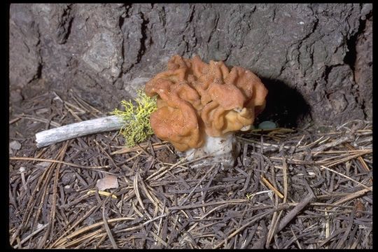 Plancia ëd Gyromitra gigas (Krombh.) Cooke 1878