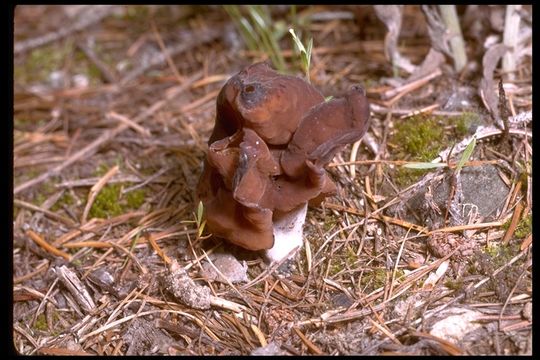 Image of Hooded false morel