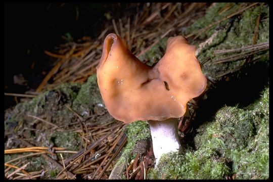 Image of Hooded false morel