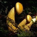 Image of <i>Gymnopilus spectabilis</i>