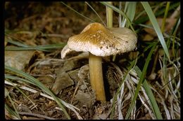 Image of Inocybe sororia Kauffman 1924