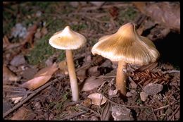 Image of Inocybe sororia Kauffman 1924