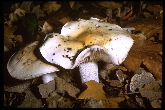 Image of Hebeloma crustuliniforme (Bull.) Quél. 1872