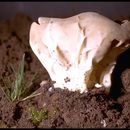 Image of cabbage leaf Helvella