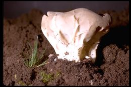 Image of cabbage leaf Helvella