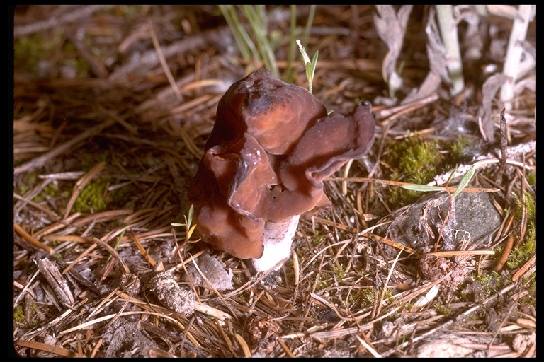 Imagem de <i>Helvella infula</i>