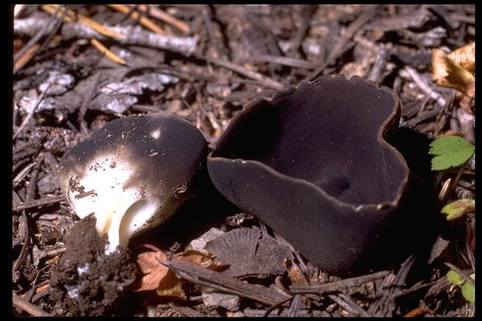 Слика од Helvella leucomelaena (Pers.) Nannf. 1941