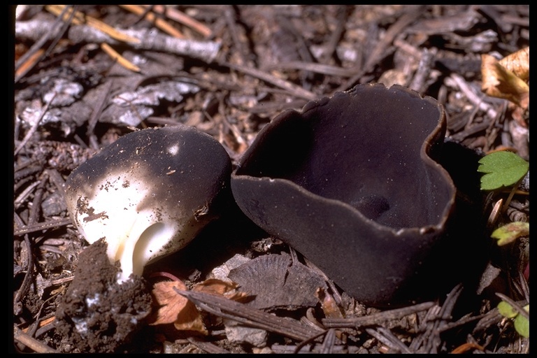 Image of Helvella leucomelaena (Pers.) Nannf. 1941