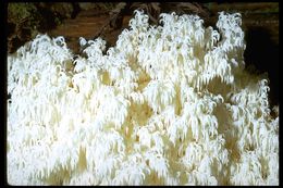 Hericium coralloides (Scop.) Pers. 1794 resmi