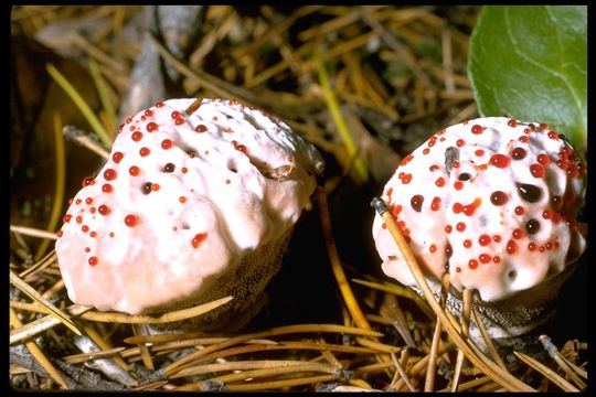 Image de Hydnellum peckii Banker 1912