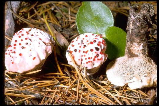 Image de Hydnellum peckii Banker 1912