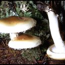 Hygrophorus bakerensis A. H. Sm. & Hesler 1942 resmi