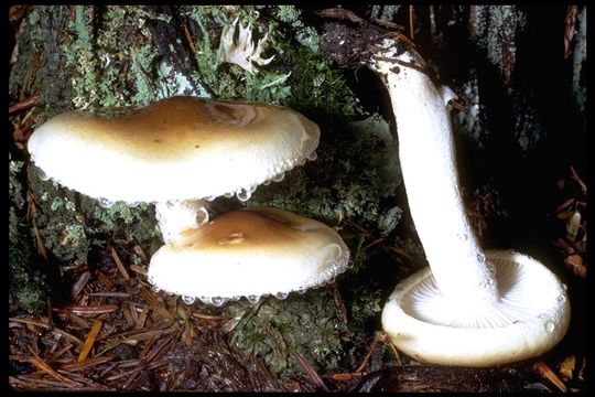 صورة Hygrophorus bakerensis A. H. Sm. & Hesler 1942